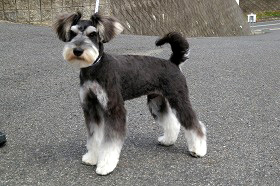 井口ダン君 岩瀬ジゲン君の愛犬合宿が終了 全国対応のブリーダー モトコランド奮闘記